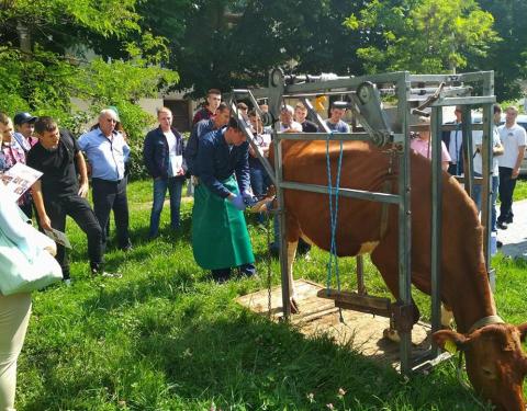 В межах Молочного форуму для аграріїв провели тренінг із розчистки ратиць