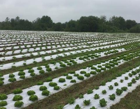 В області напрацьовуватимуть нові напрямки підтримки для розвитку органічного виробництва