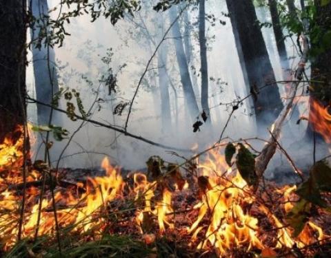 Жителів Львівщини попереджають про надзвичайний ризик пожежної небезпеки на території області