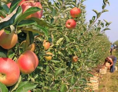 Набув чинності закон, що сприятиме розвитку виноградарства та садівництва в Україні