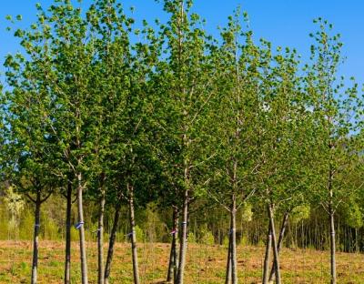 На Львівщині висадили 2,7 млн дерев у межах Програми Президента «Зелена країна»