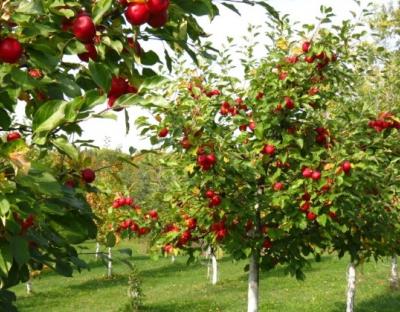 Садівники області отримали понад 6 мільйонів гривень державної підтримки