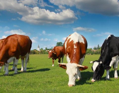 У громад Львівщини є можливість покращити стан громадських пасовищ за кошти обласного бюджету