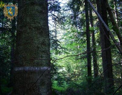 Лісогосподарські підприємства Львівщини здійснять інвентаризацію об’єктів постійної лісонасіннєвої бази