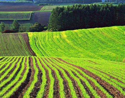 "Ринок землі підвищить використання земельних ресурсів", - Людмила Гончаренко