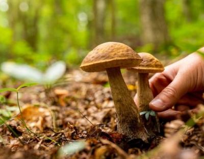 З початком грибного сезону медики застерігають від харчових отруєнь