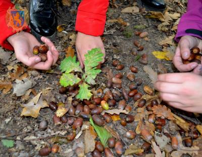 У лісництвах Львівщини триває робота із вирощування посадкового матеріалу