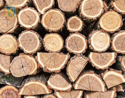 Додатковий аукціон з продажу необробленої деревини відбудеться 30 січня