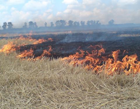 Аграріїв закликають  не підпалювати суху рослинність