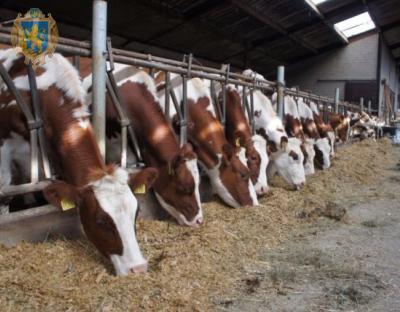 До уваги аграріїв: Уряд розширив напрями підтримки галузі тваринництва