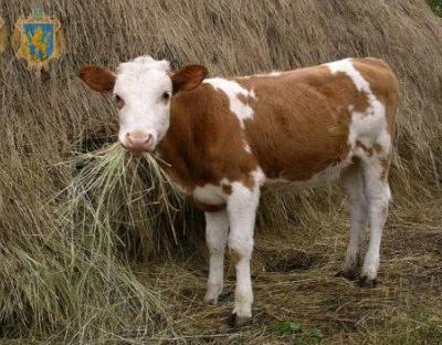 Фермерам Львівщини продовжують виплачувати дотацію за утримання молодняка ВРХ