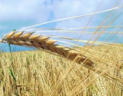 На Львівщині стартувала жнивна кампанія 