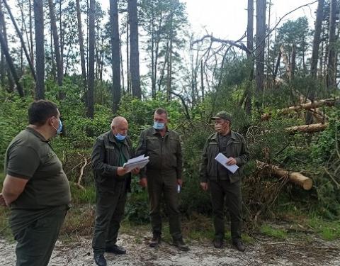 У лісогосподарствах області ліквідовують буреломи