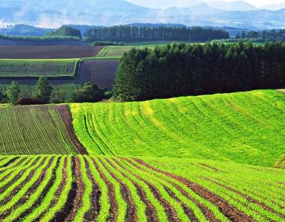 До уваги аграріїв: 21 липня відбудеться земельний аукціон з продажу прав оренди земельних ділянок