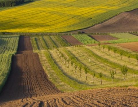 17 червня -  аукціон з продажу прав оренди земельних ділянок під сільське господарство