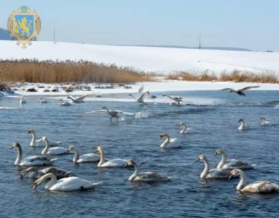 Природоохоронці Львівщини закликають мешканців не підгодовувати диких лебедів хлібом