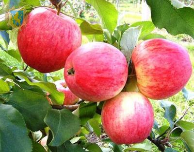 Мешканців області запрошують до участі в акції «Збери яблука сам»