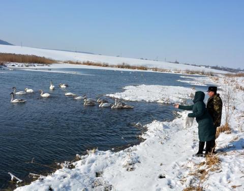  Природоохоронці Львівщини підгодовують диких лебедів