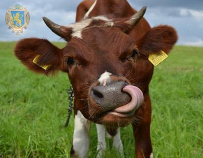 На Городоччині зросли обсяги виробництва сільськогосподарської продукції 