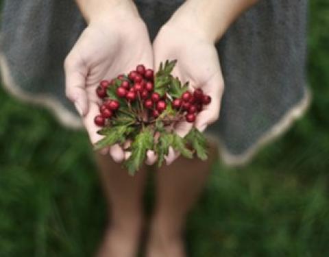 #НЕ_ламай_калину!»: на Львівщині висадять кущі калини як символ припинення насильства щодо жінок