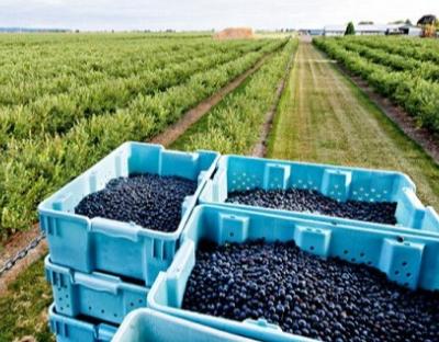 10,2 млн грн скерують на пільгове кредитування дрібних товаровиробників області