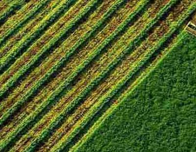 За 30 днів роботи ринку землі площа проданих ділянок склала понад 5 тисяч гектарів