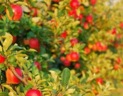 На 2022 рік питання підтримки садівництва є в пріоритеті для Мінагрополітики, – Роман Лещенко