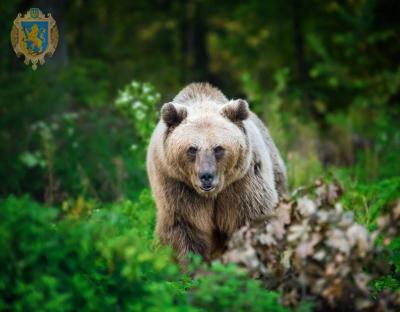 У Ведмежому притулку відзначать День Незалежності зверненням на захист тварин