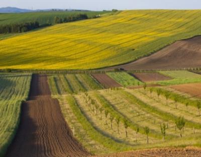 Понад 145 тисяч земельних ділянок зареєстрували кадастрові реєстратори Львівщини від початку року