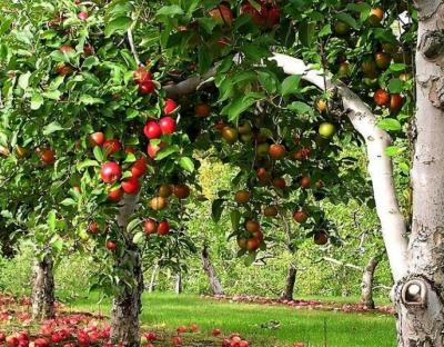 Понад 100 млн за 5 років: виробники Львівщини отримують фінансову підтримку на розвиток плодово-ягідного бізнесу