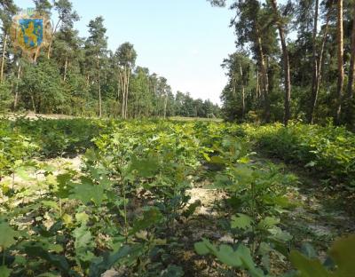 Лісівники на Львівщині відновили понад 2 тисяч га лісів