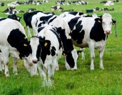 Фермерам виплатили 9,6 млн грн державної підтримки  за утримання корів