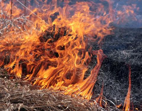 Мешканців Львівщини закликають не спалювати суху траву(+відео)