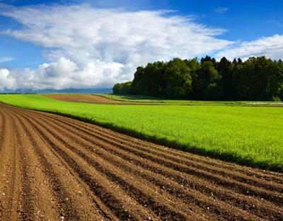 До уваги аграріїв: відбудеться аукціон з продажу прав оренди ділянок землі